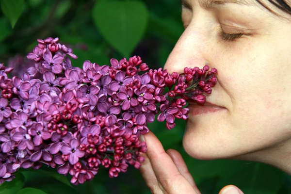 Bild: Flieder, Frühling, Sinne